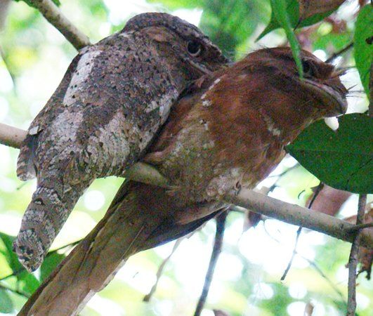 Thattekad Bird Sanctuary